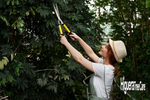 How Tree Trimming Can Increase the Value of Your San Diego Property